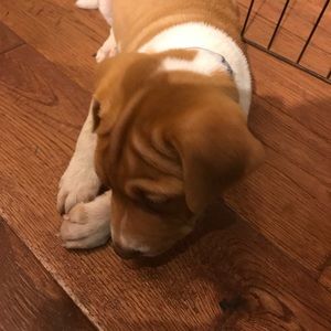 Meet your Posher, Frank